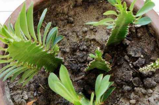 龙骨花的养殖办法