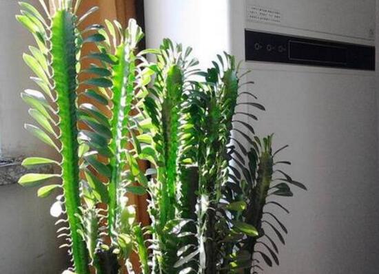 龙骨花为何不能养，浑身是刺汁液有毒(过于高大)