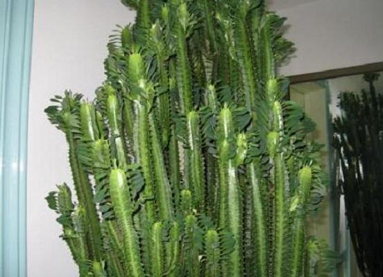 龙骨花为何不能养，浑身是刺汁液有毒(过于高大)