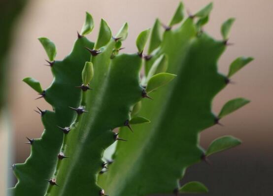 龙骨花为何不能养，浑身是刺汁液有毒(过于高大)