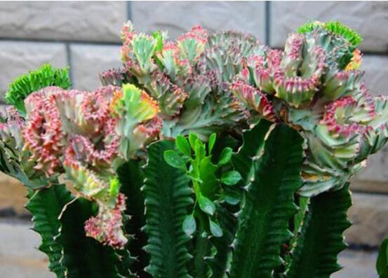 龙骨花为何不能养，浑身是刺汁液有毒(过于高大)