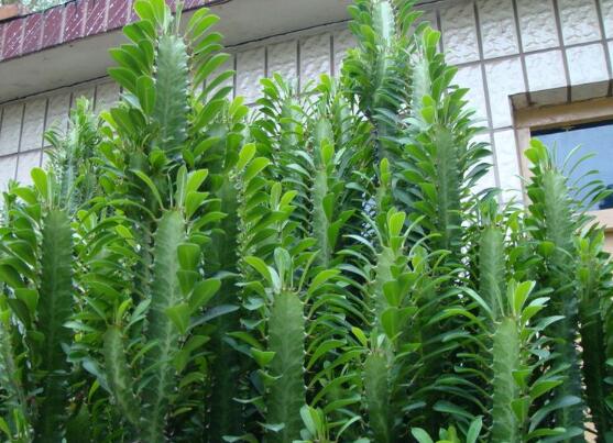 龙骨花为何不能养，浑身是刺汁液有毒(过于高大)