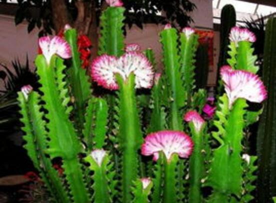 龙骨花为何不能养，浑身是刺汁液有毒(过于高大)