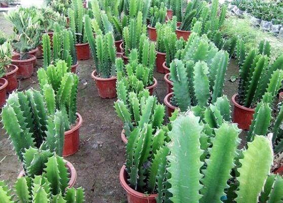 龙骨花为何不能养，浑身是刺汁液有毒(过于高大)