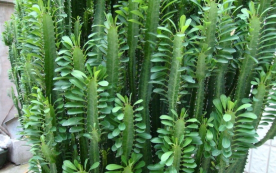 龙骨夏季如何养 龙骨夏季如何养:给足阳光多浇水还要保湿