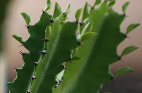 龙骨花叶子发黄：主要是人为原因导致叶片发黄