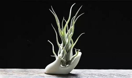 适合懒人养的花草大集合：总有一款适合你！