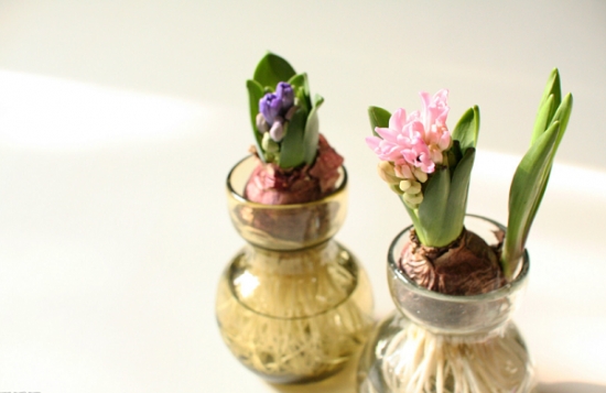 适合懒人养的花草大集合：总有一款适合你！