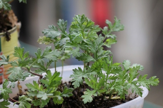 适合懒人养的花草大集合：总有一款适合你！