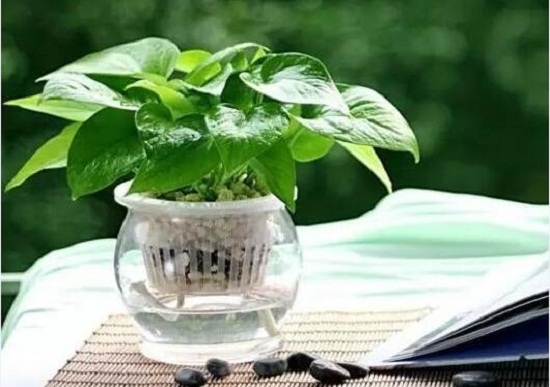 适合懒人养的花草大集合：总有一款适合你！