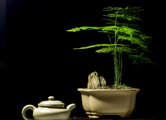 适合懒人养的花草大集合：总有一款适合你！