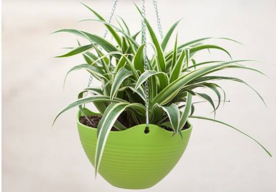 适合懒人养的花草大集合：总有一款适合你！