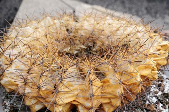 绿植杀手必备：入门级家庭植物养护秘笈