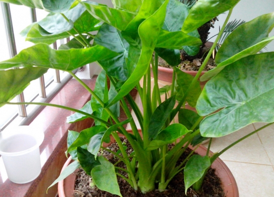 绿植杀手必备：入门级家庭植物养护秘笈