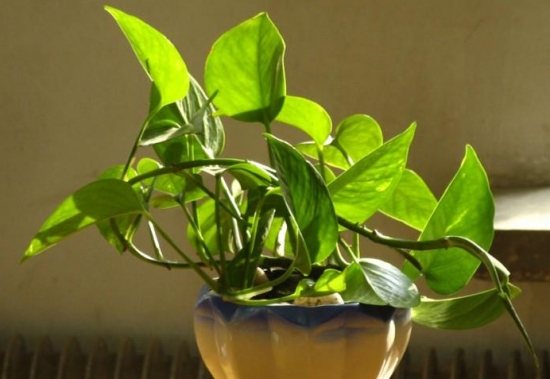 绿植杀手必备：入门级家庭植物养护秘笈