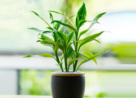 绿植杀手必备：入门级家庭植物养护秘笈