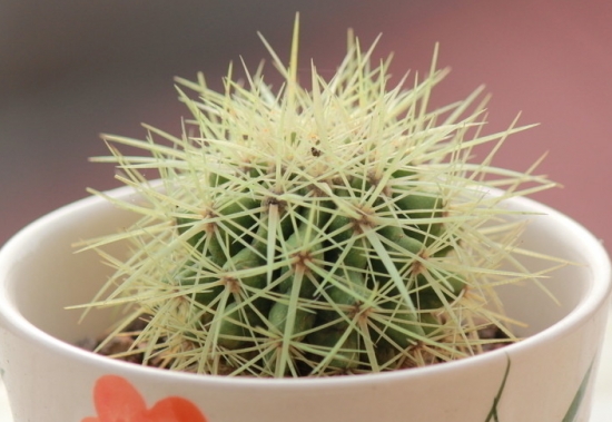 绿植杀手必备：入门级家庭植物养护秘笈