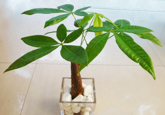 绿植杀手必备：入门级家庭植物养护秘笈