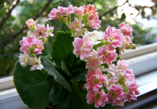 绿植杀手必备：入门级家庭植物养护秘笈