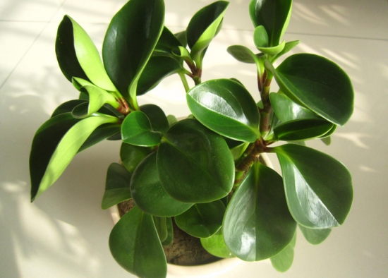 绿植杀手必备：入门级家庭植物养护秘笈