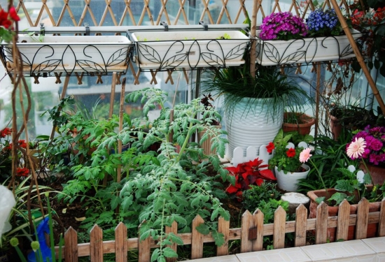 南阳台可以种植什么花卉：首先要考虑该种类花草的习性