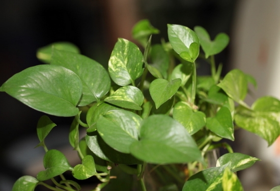 南阳台可以种植什么花卉：首先要考虑该种类花草的习性