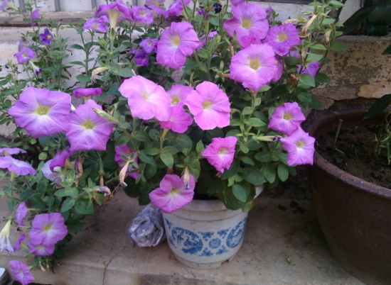 南阳台可以种植什么花卉：首先要考虑该种类花草的习性