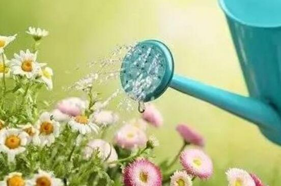 淘米水浇花的正确办法，淘米水适合浇什么花