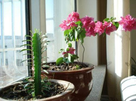 这些花越随意放养,长得越好