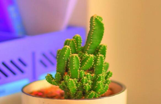 这些花越随意放养,长得越好