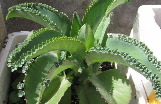 这些花越随意放养,长得越好