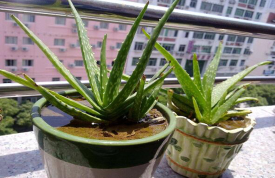 这些花越随意放养,长得越好