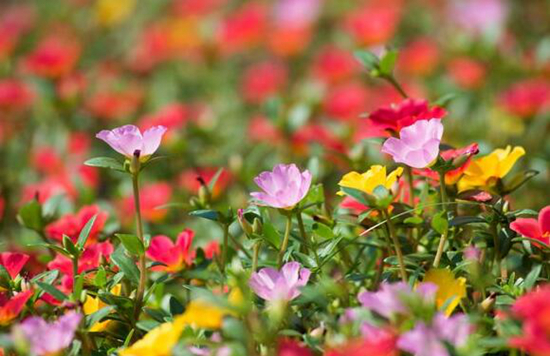 这些花越随意放养,长得越好