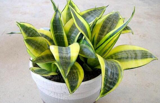 这些花越随意放养,长得越好