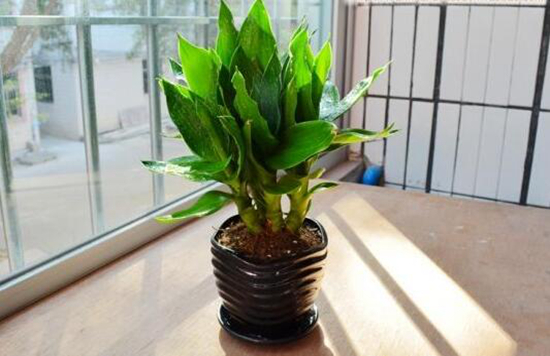 这些花越随意放养,长得越好