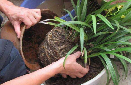 盆栽什么时候需要换盆，看完你就懂了