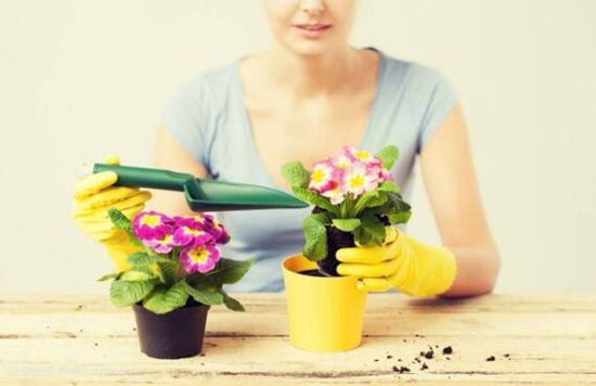 养花技巧|夏秋季节花卉如何施肥