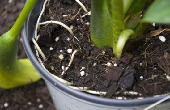 养花技巧|夏秋季节花卉如何施肥