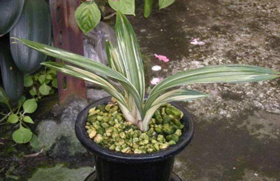 养花技巧|夏秋季节花卉如何施肥