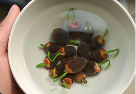 种子催芽办法五种办法，手把手教你种子快速发芽的办法