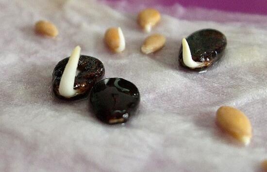 种子催芽办法五种办法，手把手教你种子快速发芽的办法