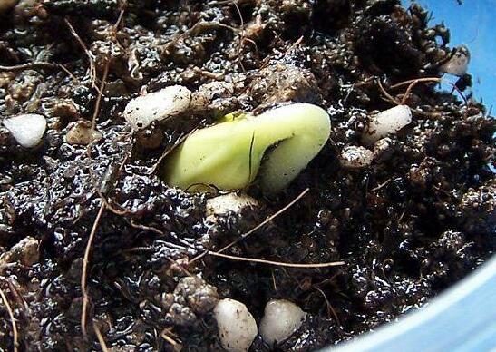 种子催芽办法五种办法，手把手教你种子快速发芽的办法