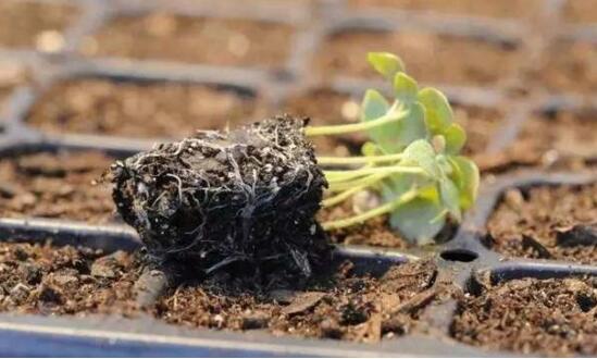 种子催芽办法五种办法，手把手教你种子快速发芽的办法