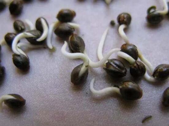 种子催芽办法五种办法，手把手教你种子快速发芽的办法