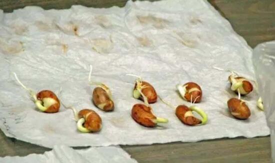 种子催芽办法五种办法，手把手教你种子快速发芽的办法