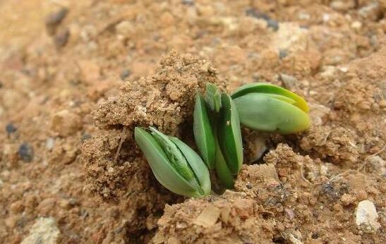 种子催芽办法五种办法，手把手教你种子快速发芽的办法