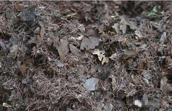 营养土的自制办法——手把手教你自制营养土