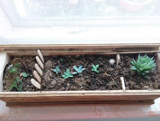 中药渣发酵多长时间，中药如何发酵做花土(3个步骤)