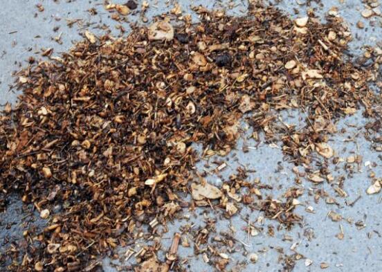 中药渣发酵多长时间，中药如何发酵做花土(3个步骤)