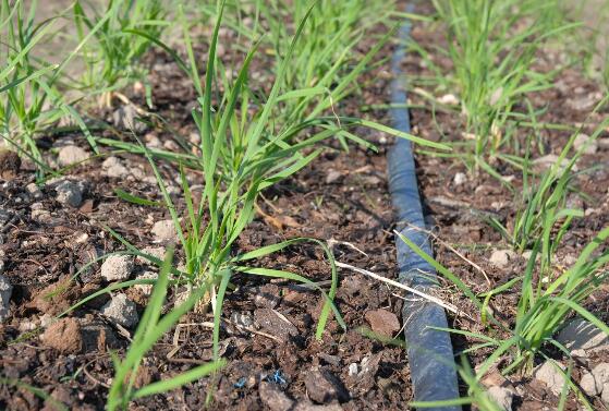 中药渣如何做肥料,中药渣制作肥料图解